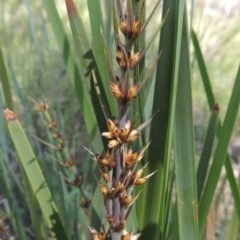 Lomandra longifolia (Spiny-headed Mat-rush, Honey Reed) at Tuggeranong Hill - 3 Nov 2020 by michaelb