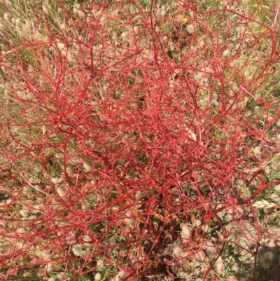 Rumex dumosus (Wiry Dock) at Black Flat at Corrowong - 3 Dec 2020 by BlackFlat