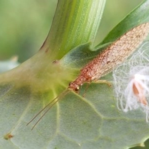 Micromus tasmaniae at Goulburn, NSW - 5 Dec 2020