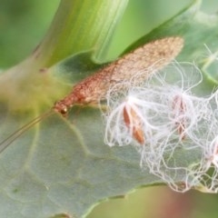 Micromus tasmaniae at Goulburn, NSW - 5 Dec 2020 11:59 AM