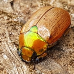 Anoplognathus brunnipennis (Green-tailed Christmas beetle) at Goulburn Mulwaree Council - 5 Dec 2020 by trevorpreston