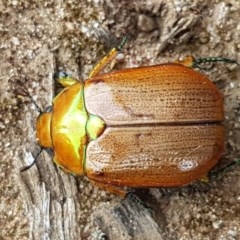 Anoplognathus brunnipennis at Goulburn, NSW - 5 Dec 2020 12:05 PM