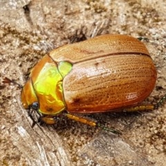 Anoplognathus brunnipennis at Goulburn, NSW - 5 Dec 2020 12:05 PM