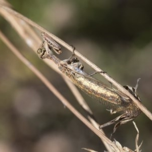 Mantispidae (family) at Hawker, ACT - 4 Dec 2020 09:15 AM