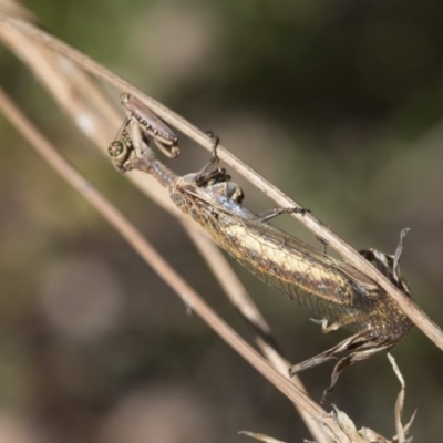 Mantispidae (family) (Unidentified mantisfly) at The Pinnacle - 3 Dec 2020 by AlisonMilton