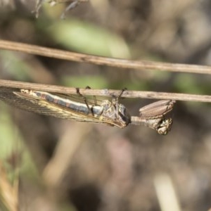 Mantispidae (family) at Hawker, ACT - 4 Dec 2020 09:15 AM