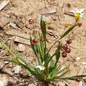 Sisyrinchium micranthum at Goulburn, NSW - 5 Dec 2020 12:06 PM