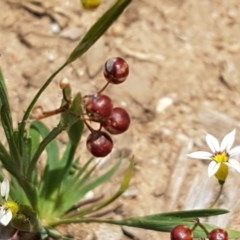 Sisyrinchium micranthum at Goulburn, NSW - 5 Dec 2020 12:06 PM