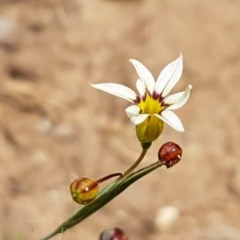 Sisyrinchium micranthum at Goulburn, NSW - 5 Dec 2020 12:06 PM