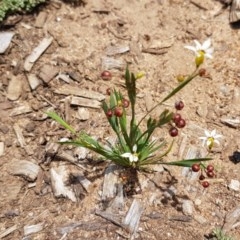 Sisyrinchium micranthum at Goulburn, NSW - 5 Dec 2020 12:06 PM