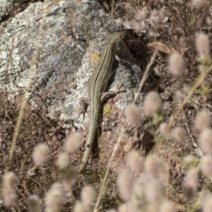 Ctenotus robustus (Robust Striped-skink) at The Pinnacle - 3 Dec 2020 by AlisonMilton