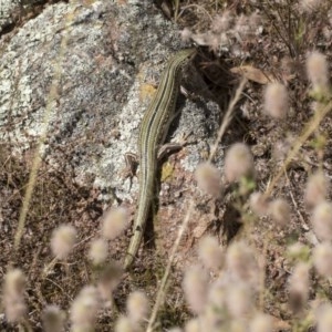 Ctenotus robustus at Hawker, ACT - 4 Dec 2020