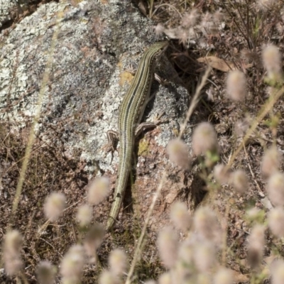 Ctenotus robustus (Robust Striped-skink) at Hawker, ACT - 4 Dec 2020 by AlisonMilton