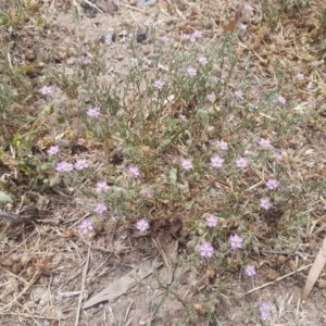 Spergularia rubra at Goulburn, NSW - 5 Dec 2020 12:38 PM