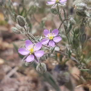 Spergularia rubra at Goulburn, NSW - 5 Dec 2020 12:38 PM