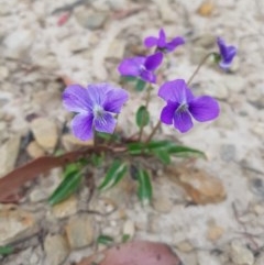 Viola betonicifolia (Mountain Violet) at Mt Holland - 21 Nov 2020 by danswell