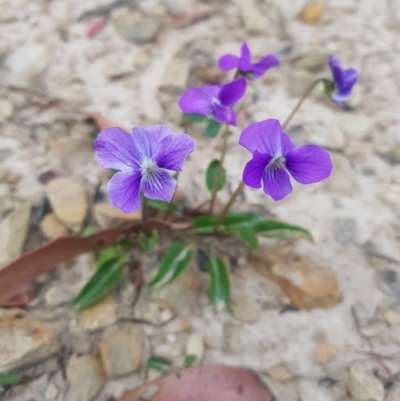 Viola betonicifolia (Mountain Violet) at Mt Holland - 21 Nov 2020 by danswell