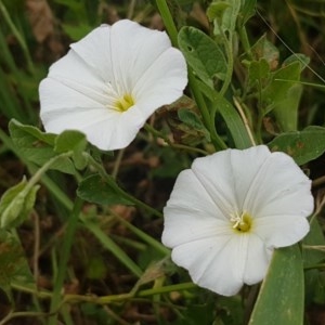 Convolvulus arvensis at Goulburn, NSW - 5 Dec 2020