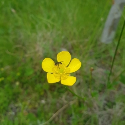 Ranunculus sp. (Buttercup) at Tinderry, NSW - 21 Nov 2020 by danswell