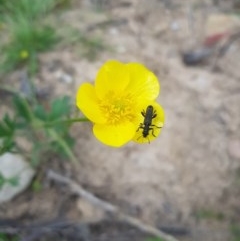 Ranunculus sp. at Tinderry, NSW - 21 Nov 2020 03:00 PM