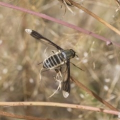 Comptosia sp. (genus) (Unidentified Comptosia bee fly) at Hawker, ACT - 4 Dec 2020 by AlisonMilton