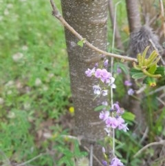 Glycine clandestina (Twining Glycine) at Mt Holland - 21 Nov 2020 by danswell