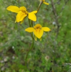 Diuris monticola (Highland Golden Moths) at Tinderry, NSW - 21 Nov 2020 by danswell