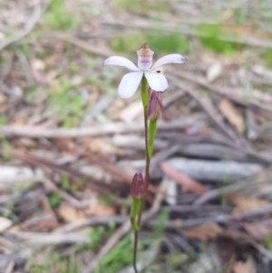 Caladenia moschata at Tinderry, NSW - 21 Nov 2020