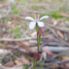 Caladenia moschata at Tinderry, NSW - 21 Nov 2020