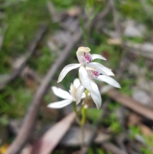 Caladenia moschata at Tinderry, NSW - suppressed