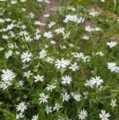 Stellaria pungens (Prickly Starwort) at Mt Holland - 21 Nov 2020 by danswell