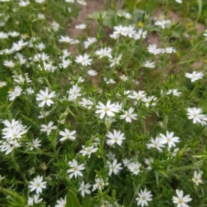 Stellaria pungens at Tinderry, NSW - suppressed