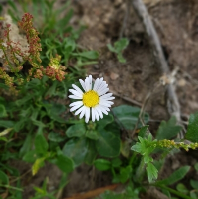 Brachyscome decipiens (Field Daisy) at Tinderry, NSW - 21 Nov 2020 by danswell