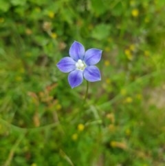 Wahlenbergia sp. (Bluebell) at Mt Holland - 21 Nov 2020 by danswell