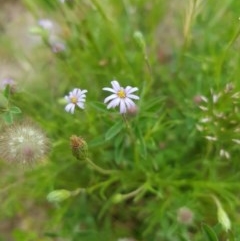 Vittadinia sp. (Fuzzweed) at Mt Holland - 21 Nov 2020 by danswell