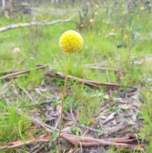 Craspedia sp. at Tinderry, NSW - 22 Nov 2020