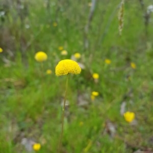 Craspedia sp. at Tinderry, NSW - 22 Nov 2020