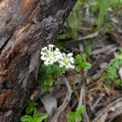 Pimelea linifolia (Slender Rice Flower) at Mt Holland - 21 Nov 2020 by danswell