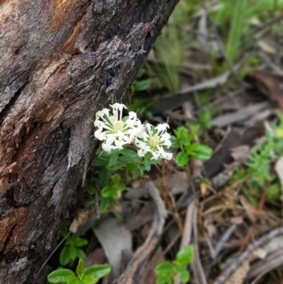 Pimelea linifolia (Slender Rice Flower) at Tinderry, NSW - 21 Nov 2020 by danswell