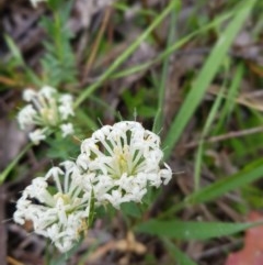 Pimelea linifolia at Tinderry, NSW - 22 Nov 2020