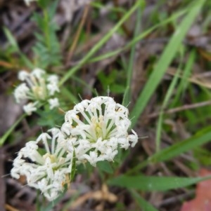 Pimelea linifolia at Tinderry, NSW - suppressed