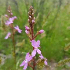 Stylidium (genus) (Trigger Plant) at Tinderry, NSW - 22 Nov 2020 by danswell