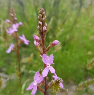 Stylidium sp. (Trigger Plant) at Mt Holland - 21 Nov 2020 by danswell