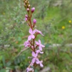 Stylidium sp. at Tinderry, NSW - 22 Nov 2020