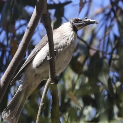 Philemon corniculatus (Noisy Friarbird) at Hawker, ACT - 4 Dec 2020 by AlisonMilton