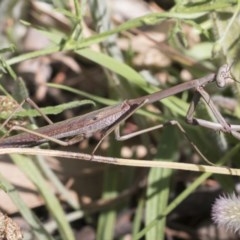 Archimantis sp. (genus) (Large Brown Mantis) at The Pinnacle - 3 Dec 2020 by AlisonMilton