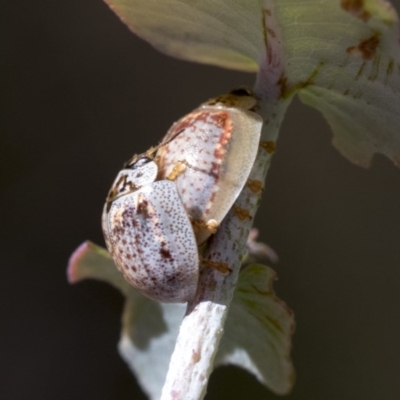 Paropsisterna m-fuscum (Eucalyptus Leaf Beetle) at Hawker, ACT - 4 Dec 2020 by AlisonMilton