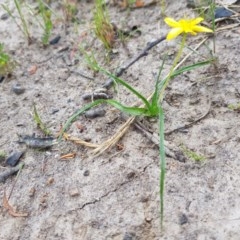 Hypoxis hygrometrica var. hygrometrica (Golden Weather-grass) at Tinderry, NSW - 22 Nov 2020 by danswell