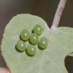 Amorbus sp. (genus) (Eucalyptus Tip bug) at The Pinnacle - 3 Dec 2020 by AlisonMilton