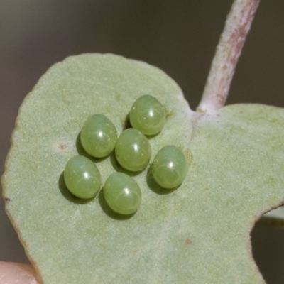 Amorbus sp. (genus) (Eucalyptus Tip bug) at The Pinnacle - 4 Dec 2020 by AlisonMilton